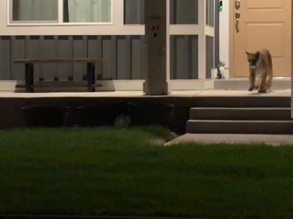 Un puma fue visto cerca de un complejo de apartamento en Murray