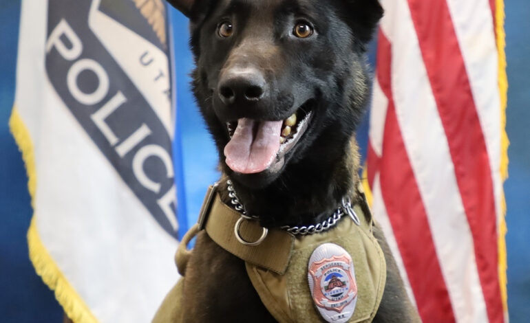 Ayuda a darle un nombre al nuevo oficial canino de la policía de Riverton