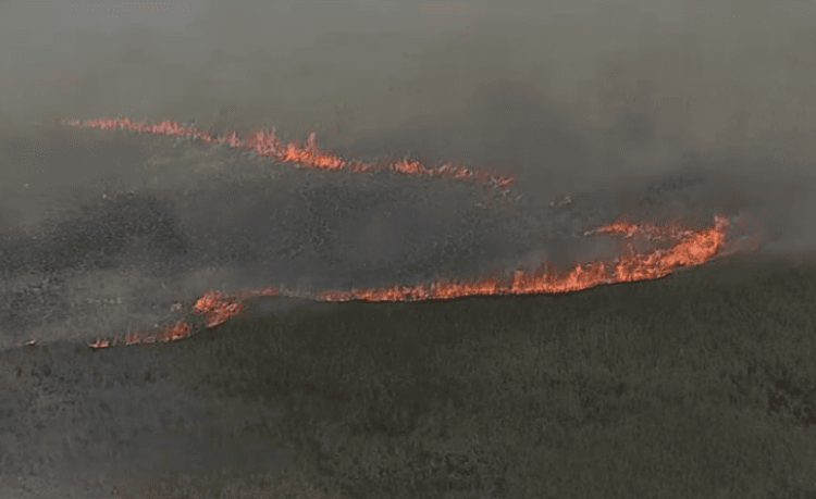 Fuego en los Everglades
