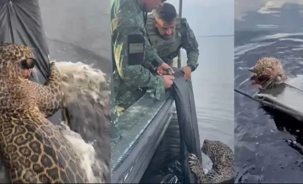 Rescatan a jaguar herido de bala en Río Negro, Brasil.