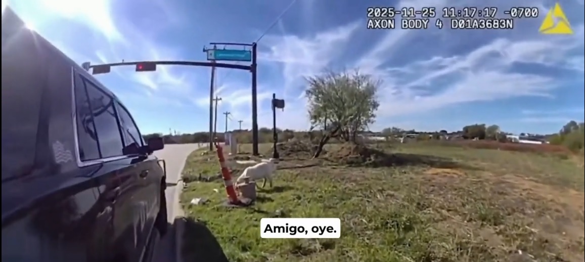 Cabra detenida… con humor en Little Elm