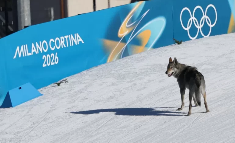 Perro lobo sorprende en la recta final