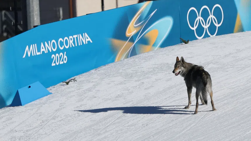 Perro lobo sorprende en la recta final