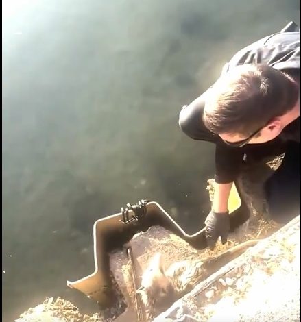 Rescate viral en Florida