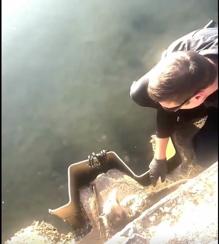 Rescate viral en Florida