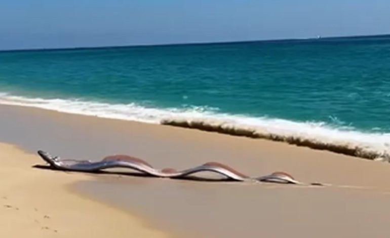 Dos «peces del fin del mundo» aparecen en Cabo San Lucas
