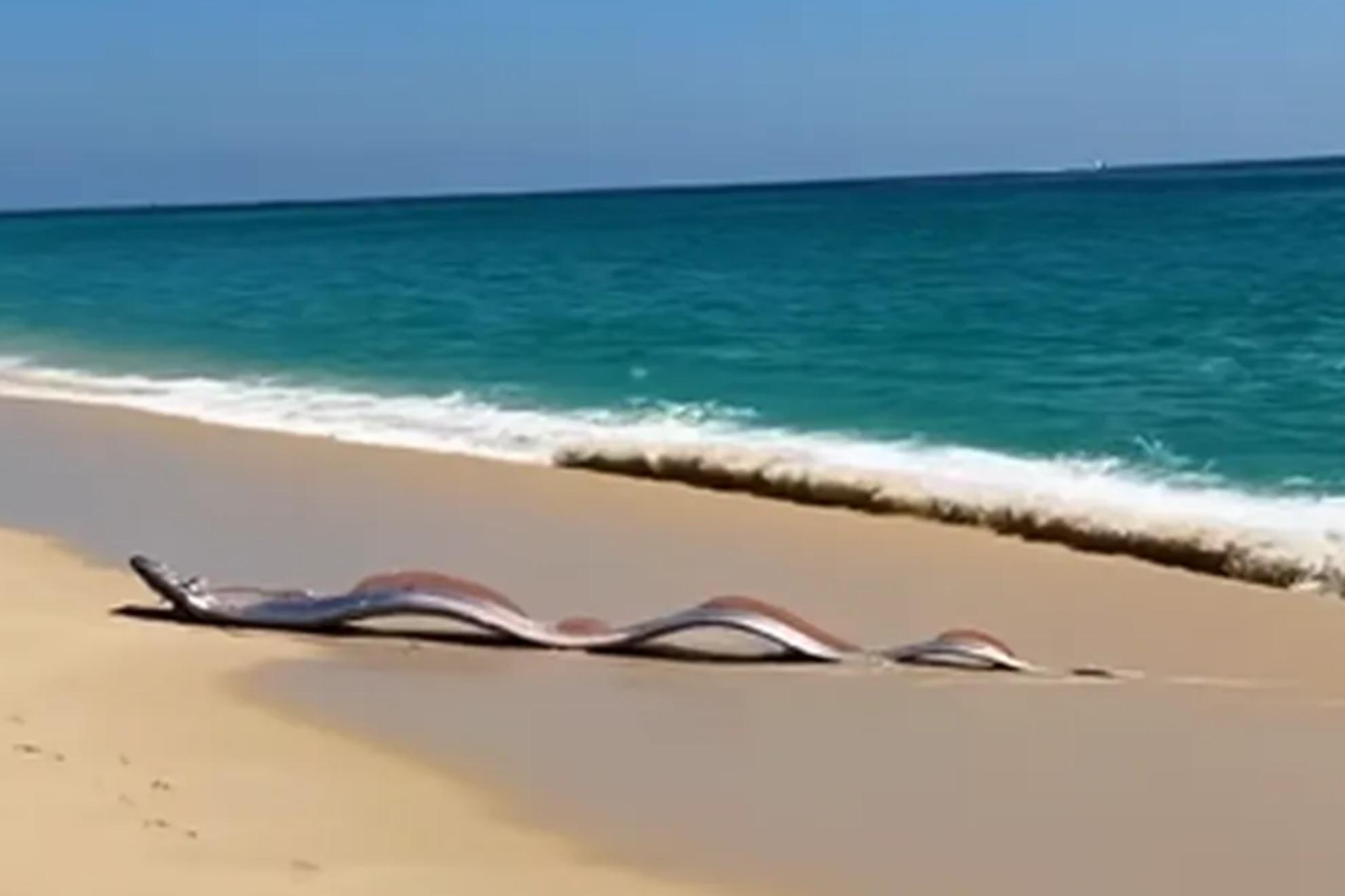 Dos «peces del fin del mundo» aparecen en Cabo San Lucas