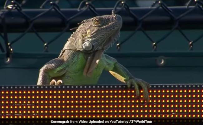 Iguana gigante invade la cancha y detiene el Abierto de Miami