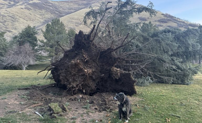 Tormenta destruye árboles en el campo de golf Hobble Creek