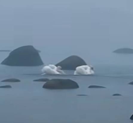 Danza de cisnes en el Golfo