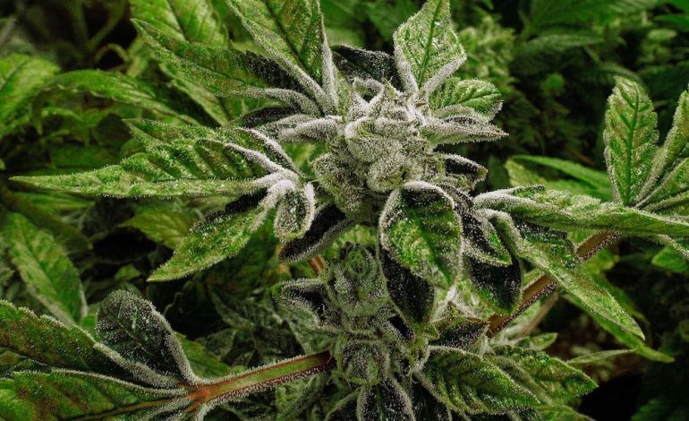 EE.UU. reclasifica la marihuana para uso medicinal