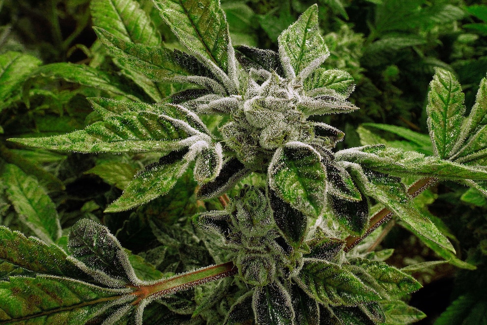 EE.UU. reclasifica la marihuana para uso medicinal