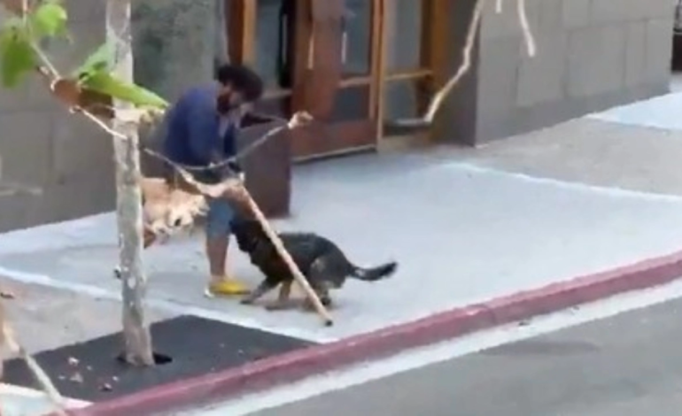 Héroe de cuatro patas: K9 detiene a atacante en San Diego