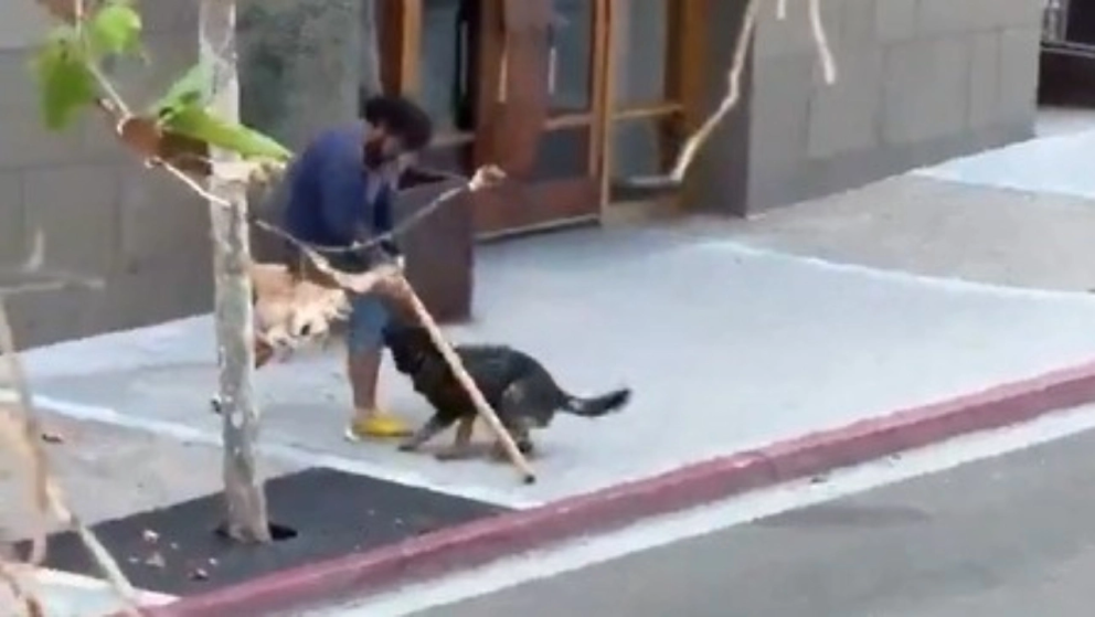 Héroe de cuatro patas: K9 detiene a atacante en San Diego