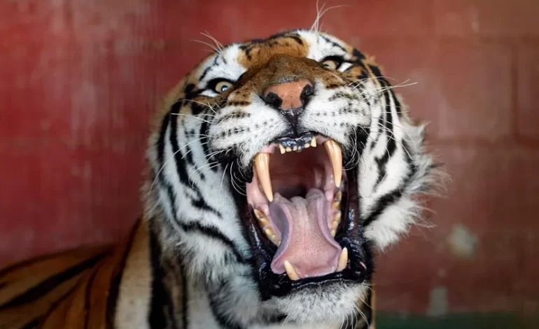 Se soltó el tigre