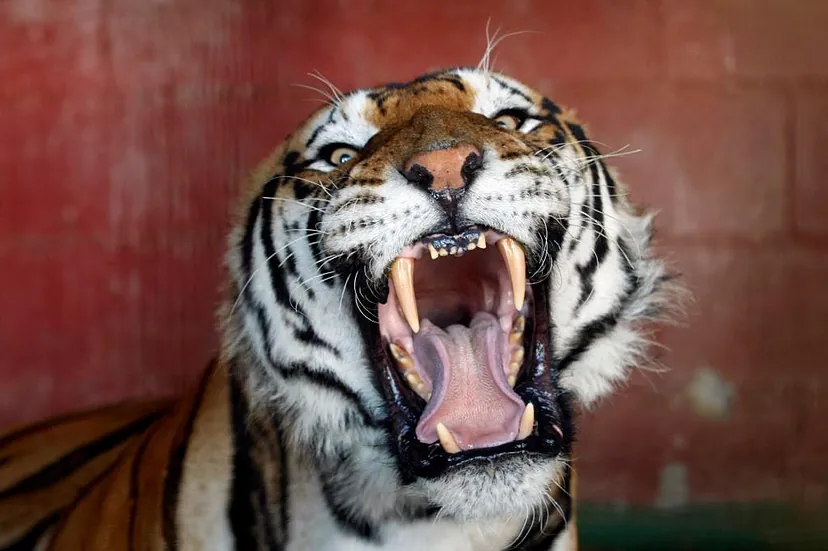 Se soltó el tigre