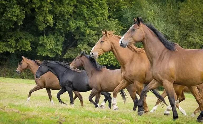 Dos caballos se asustan tras paso de remolino en Arizona