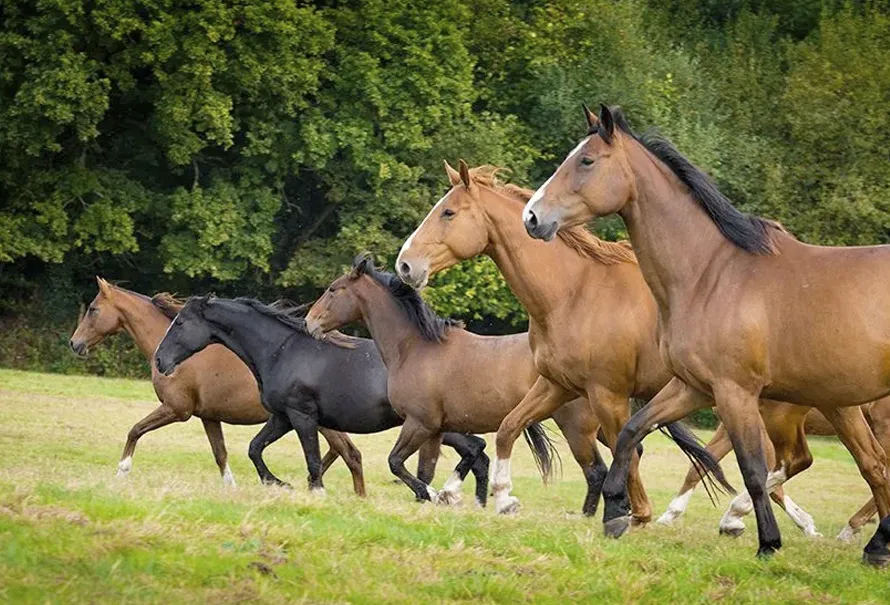 Dos caballos se asustan tras paso de remolino en Arizona