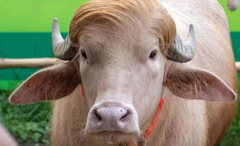 El búfalo albino Donald Trump que es sensación en Bangladés