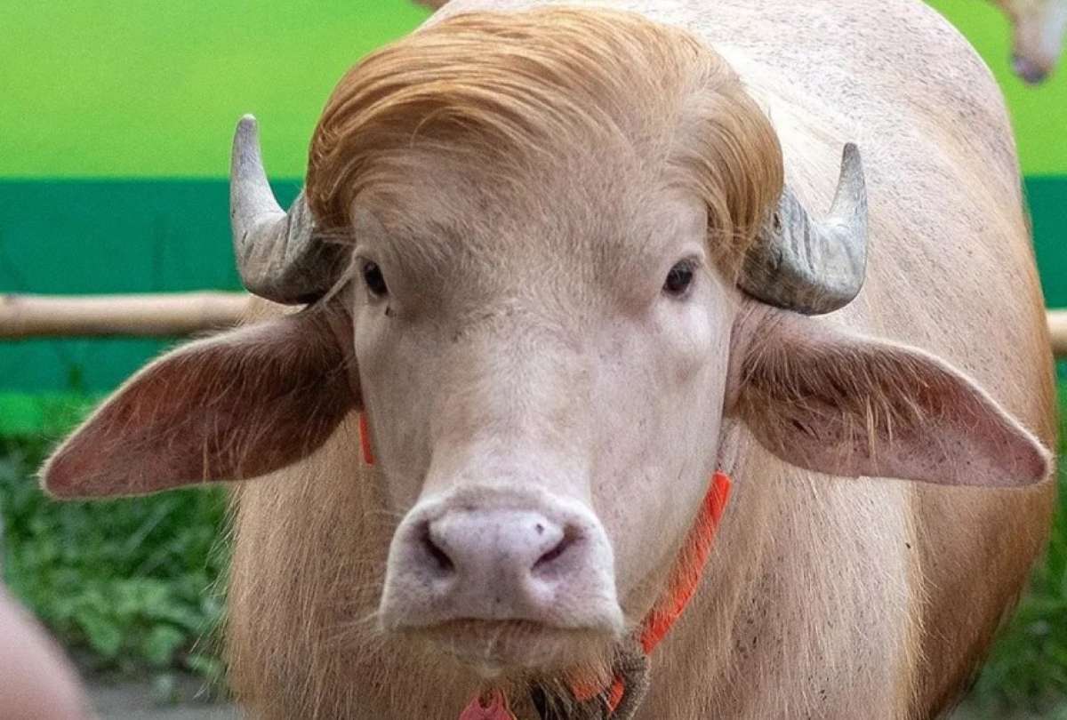 El búfalo albino Donald Trump que es sensación en Bangladés