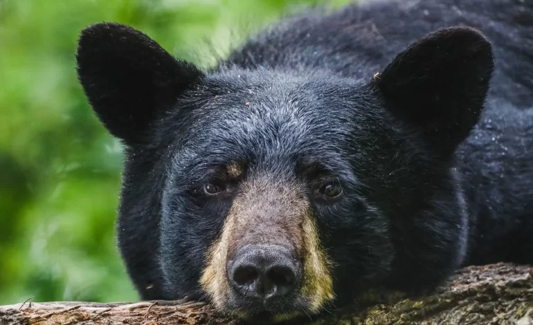 El huésped inesperado: un oso negro ocupa baño de hotel