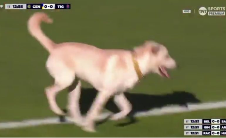 El perro más habilidoso del fútbol argentino