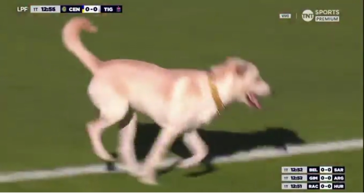 El perro más habilidoso del fútbol argentino
