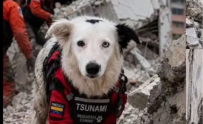 Tsunami, el perro héroe que da esperanza a Venezuela