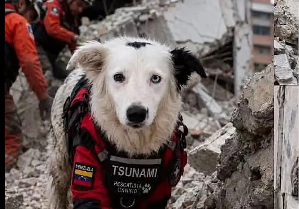 Tsunami, el perro héroe que da esperanza a Venezuela