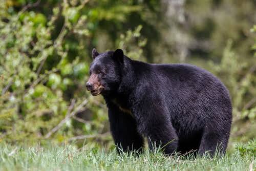 Utah enfrenta un aumento histórico de encuentros con osos negros.