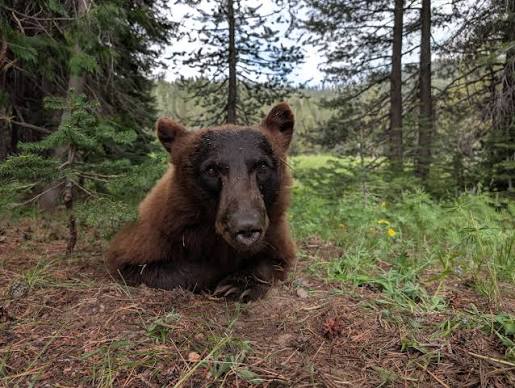 El oso que abrió una furgoneta y se robó su bebida favorita