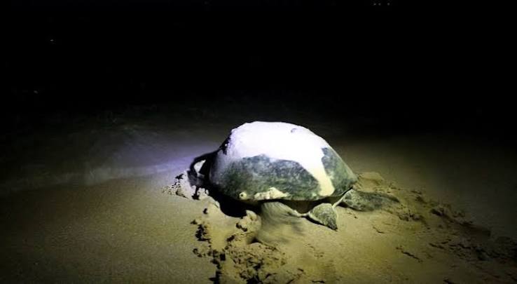Ni las tortugas se salvan del turismo irresponsable