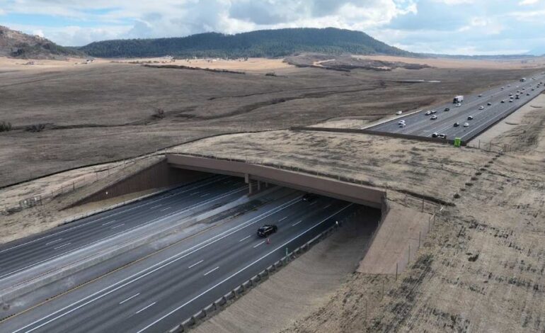 Puente para animales reduce 91% las colisiones en Colorado