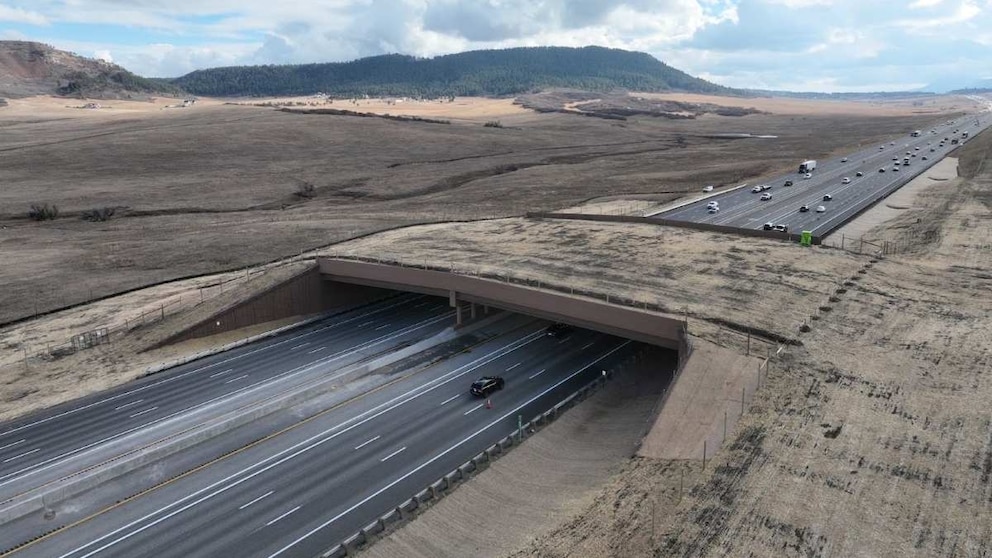 Puente para animales reduce 91% las colisiones en Colorado